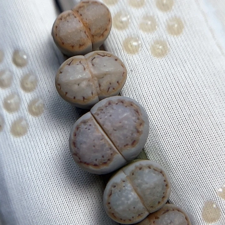 216精品后代5颗饼干