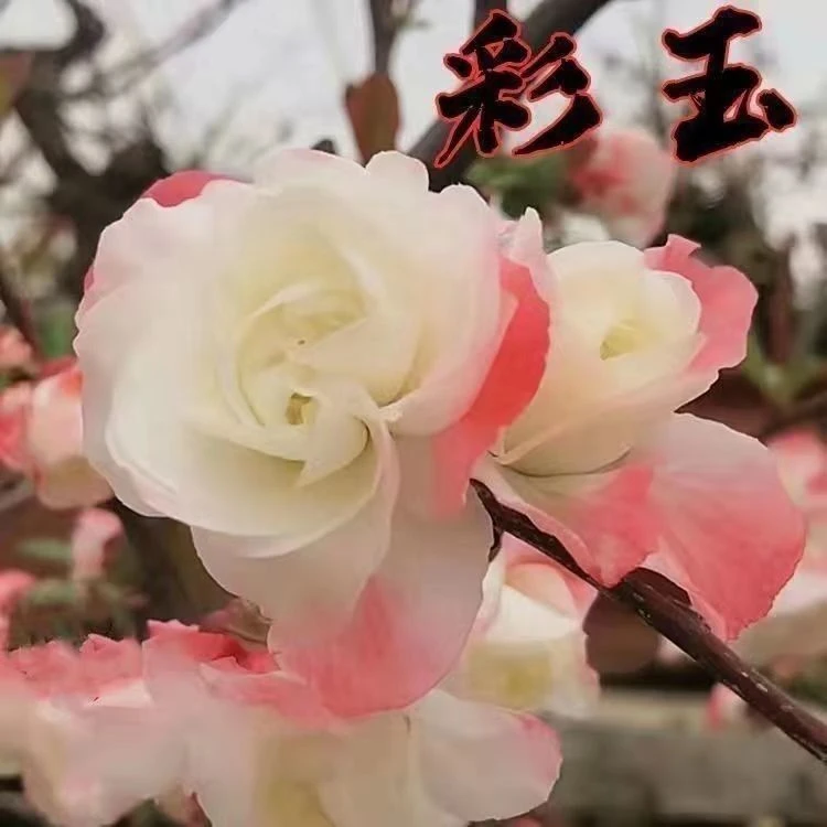 原生大花彩玉海棠海棠盆栽海棠盆景海棠花盆栽四季盆景花语直播