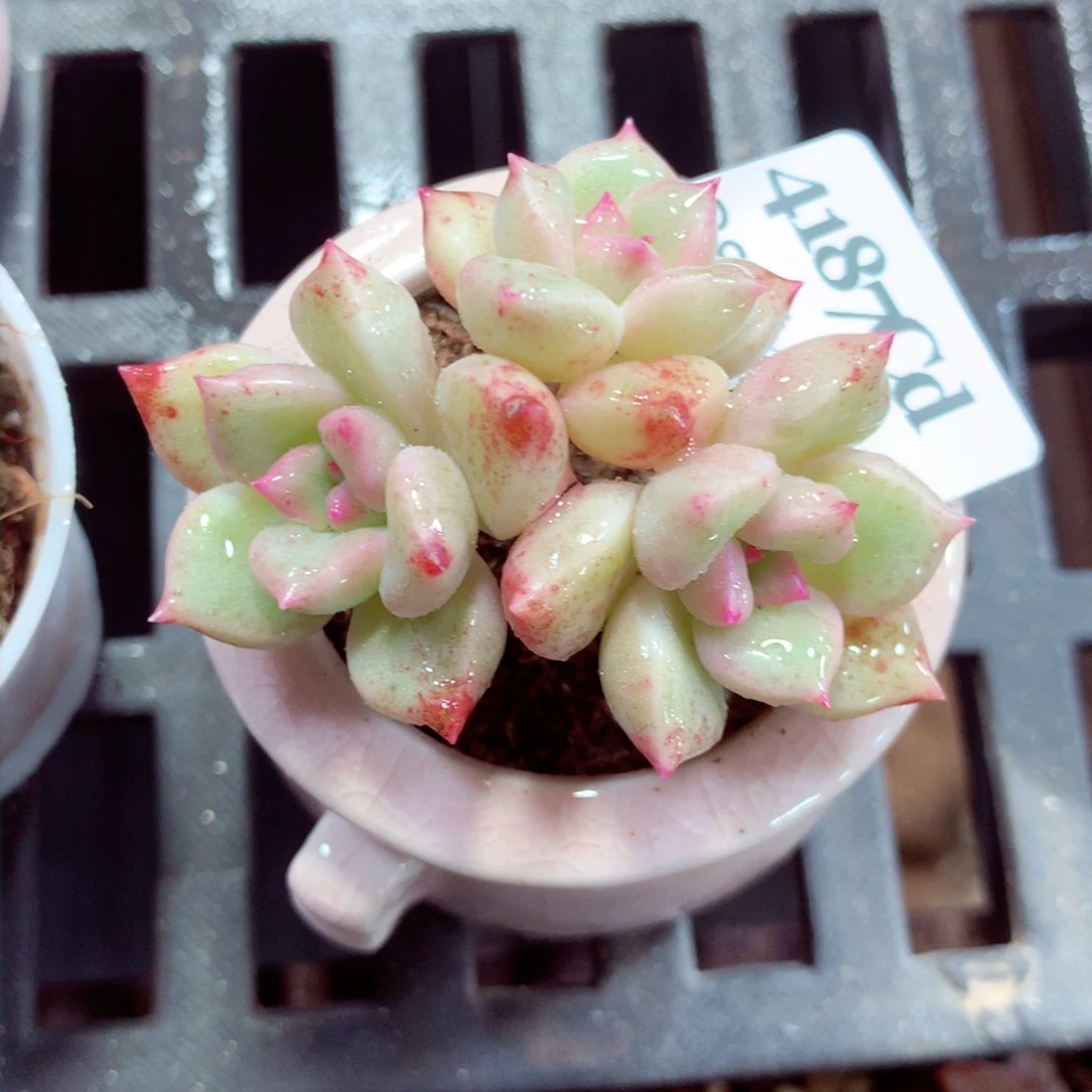 5厘米盆精控多肉4187