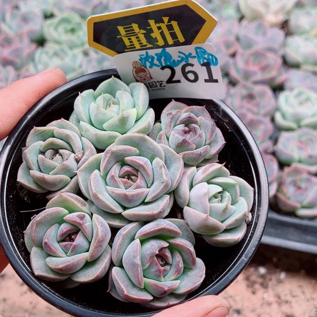 多肉植物多肉植物