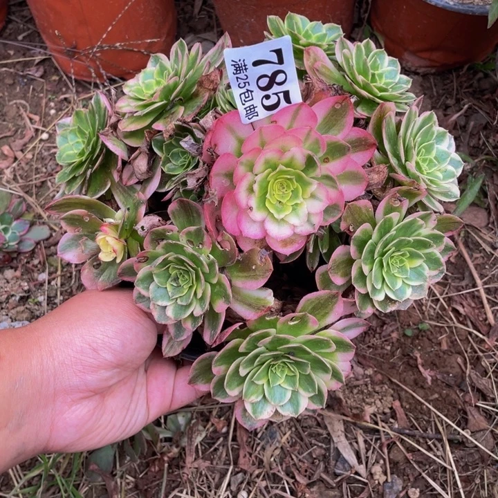 785半糖荔枝多肉植物