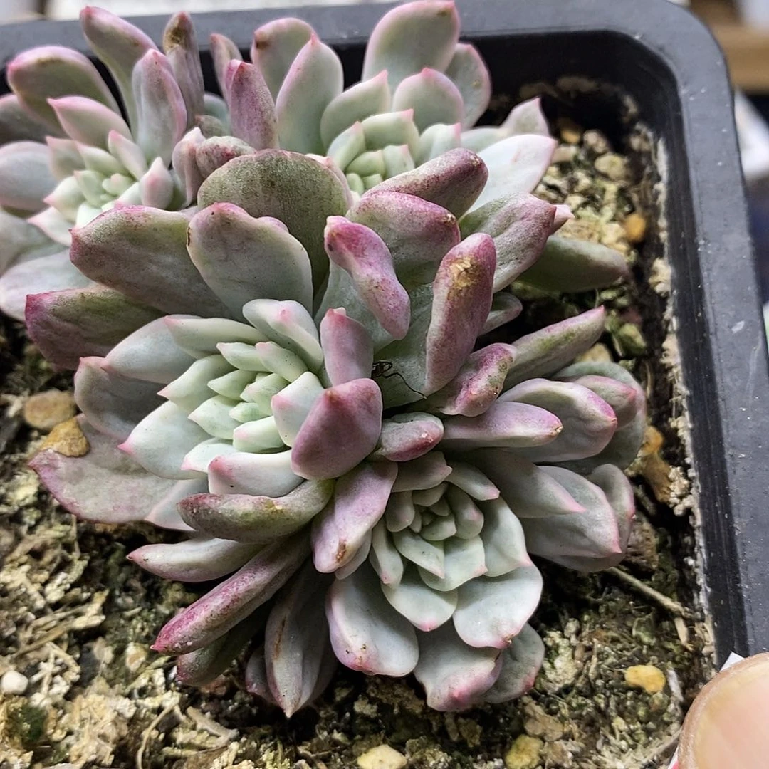 2697 青苹果锦 4 头