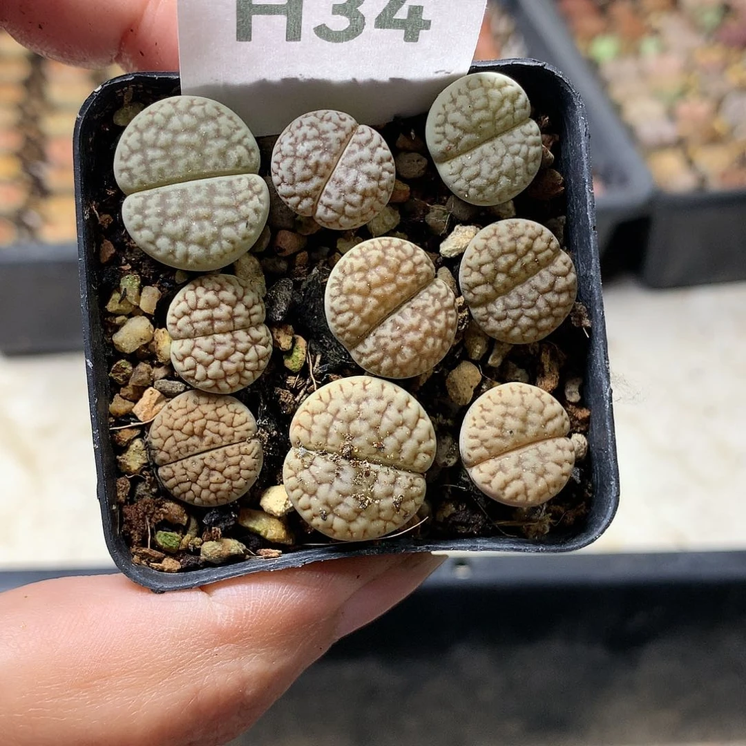 H34多肉植物保护