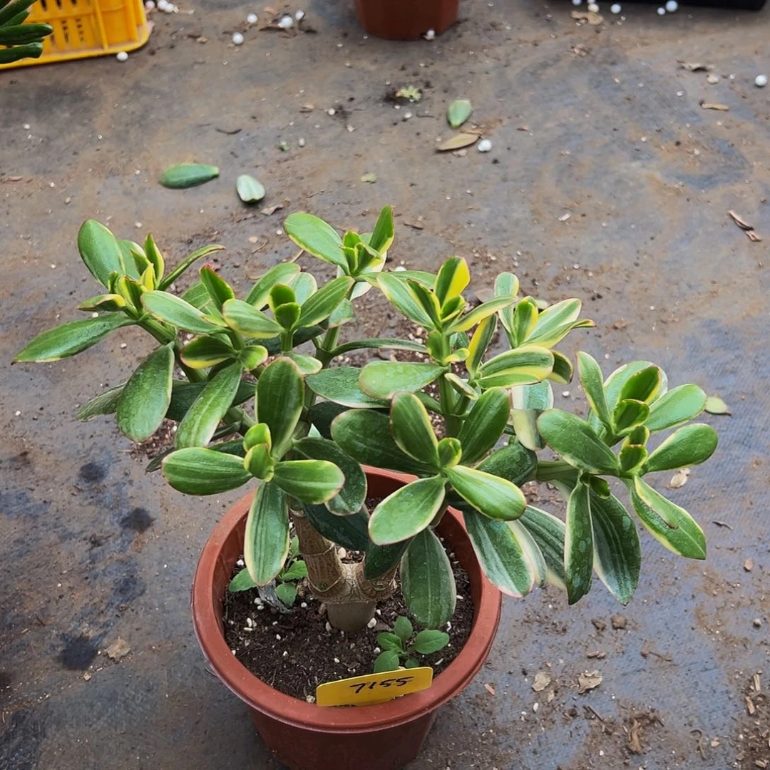 堆***福三色花月白锦带盆7155