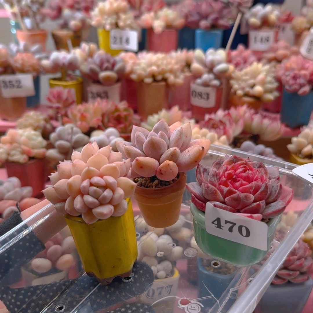 专拍专拍专拍专拍