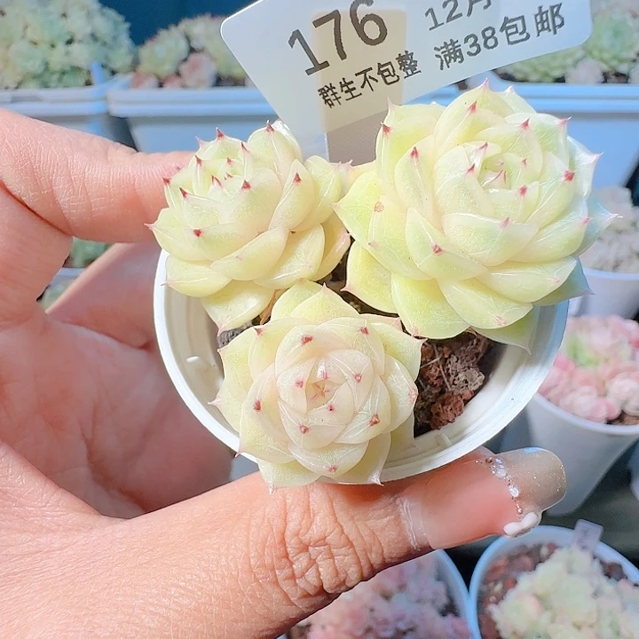 1214-176fm-159麦杆