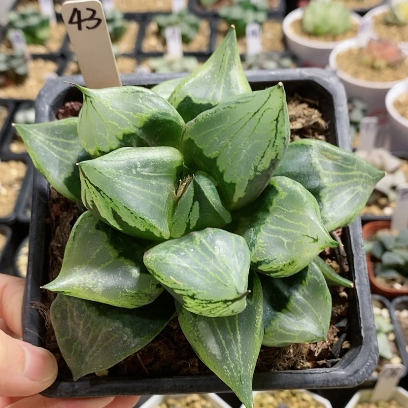 【闪购商品】43裹般若大母本