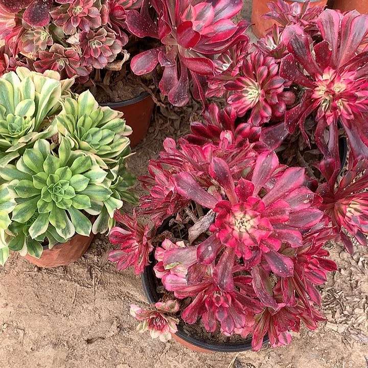 多肉植物四颗992组合