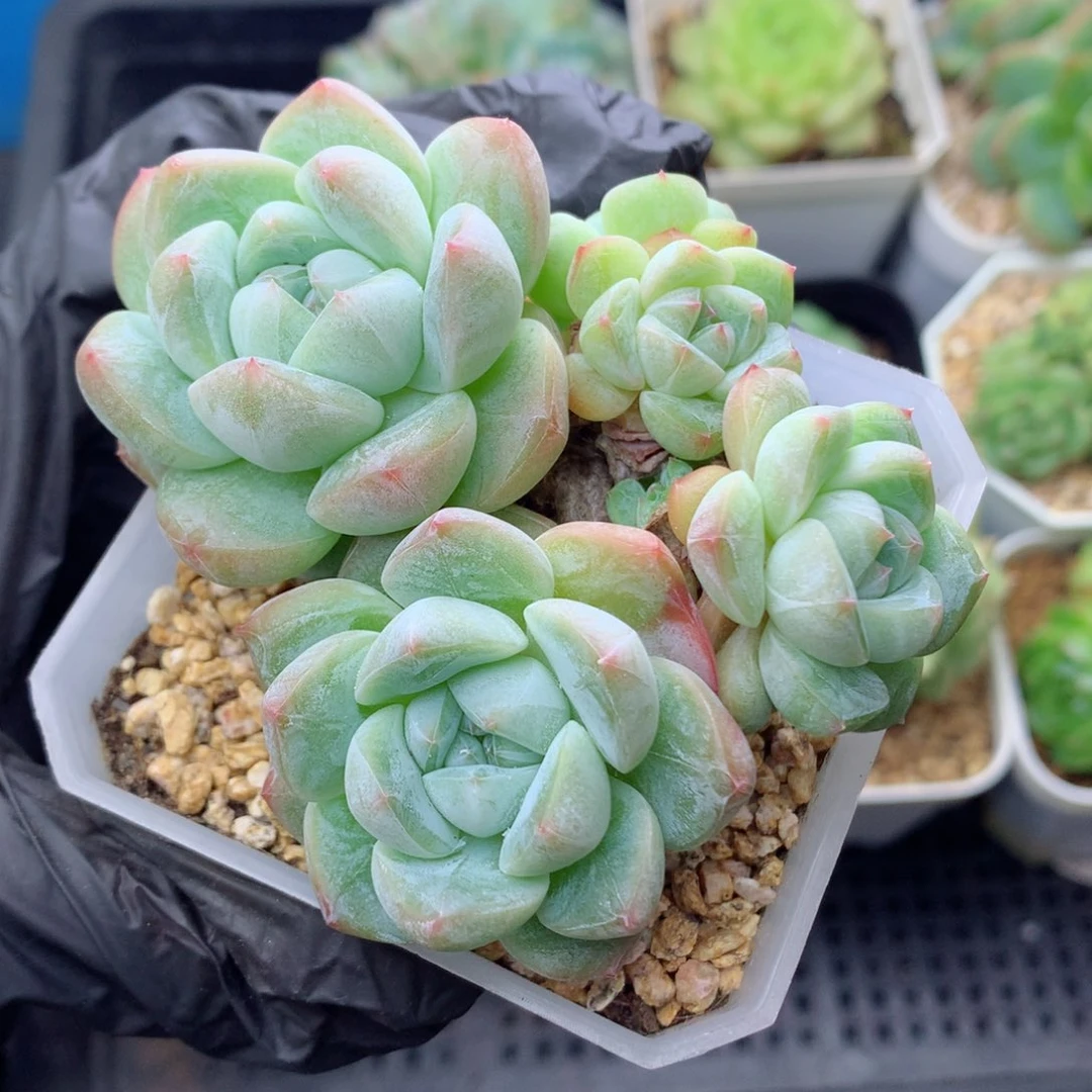 58包邮  群生不包整糖心55