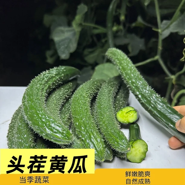 【现摘现发】农家头茬黄瓜0添加无公害3/5斤露天生吃嫩黄瓜青瓜