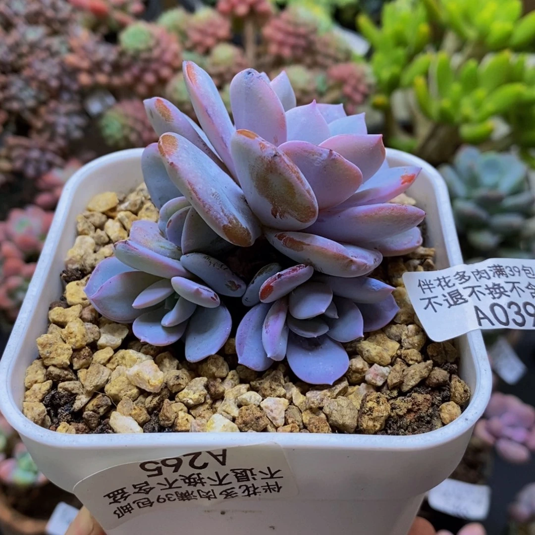 039奶茶6cm多肉植物