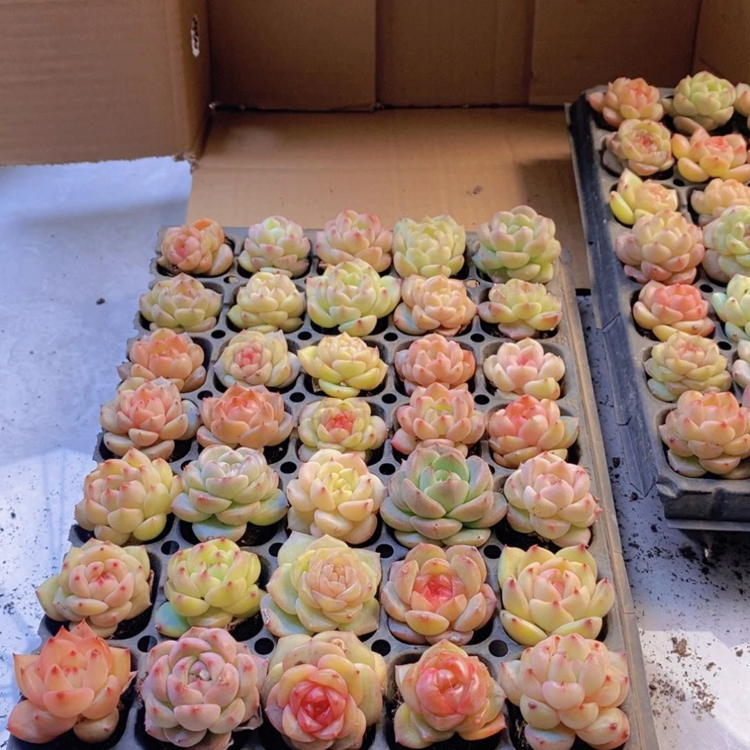 量拍。 35颗。   03