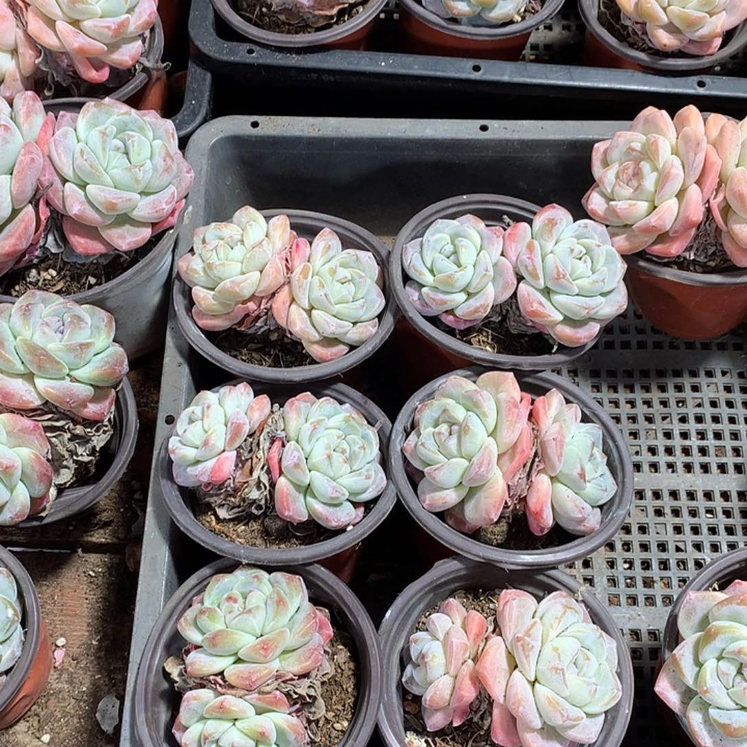 哈哈哈哈哈哈哈冰玉多肉