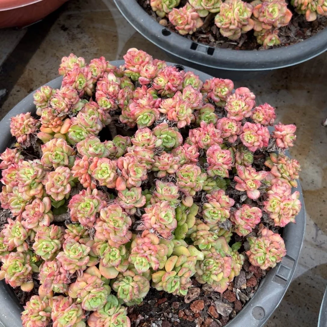 棠颂花卉 一物一拍  腊牡丹 安然