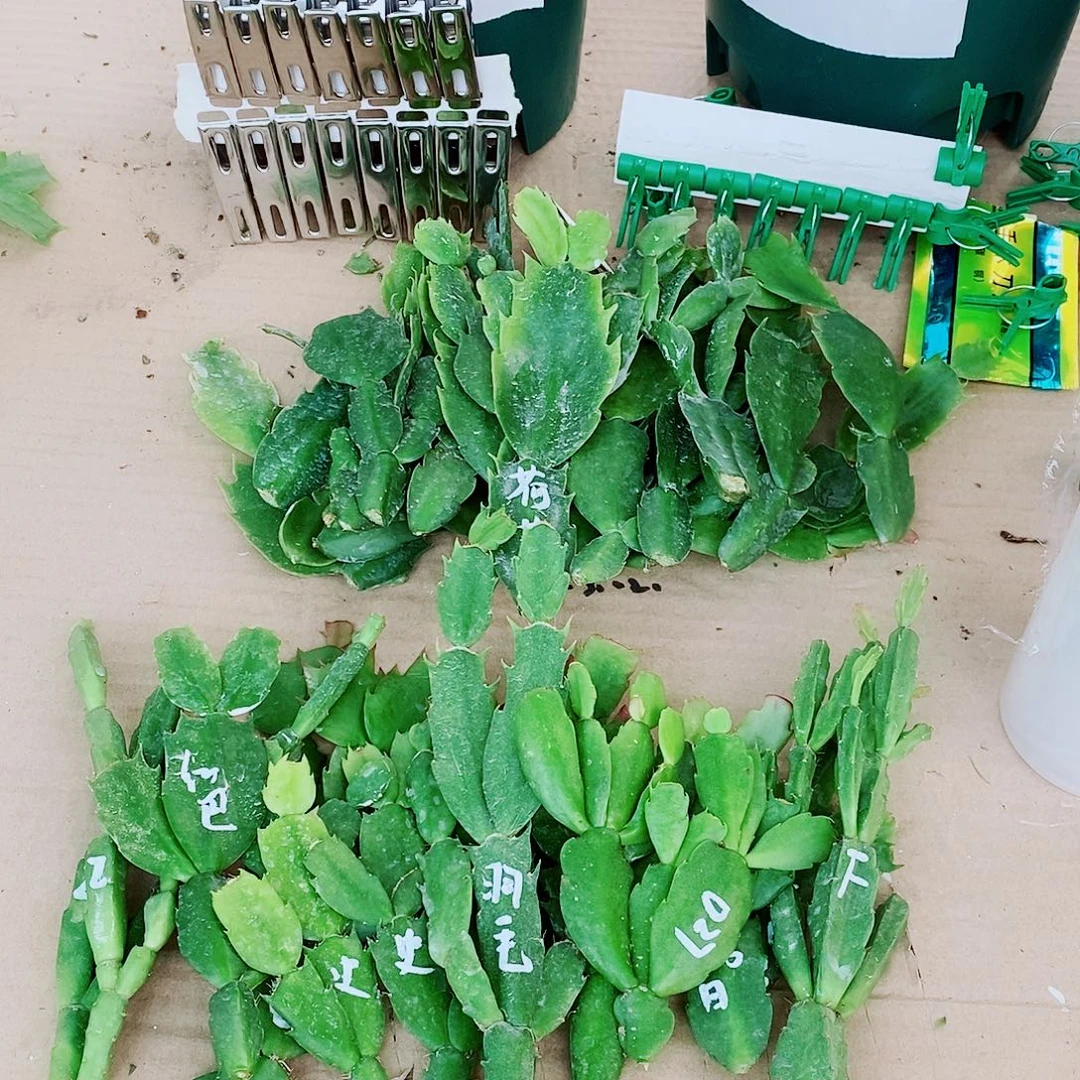帅***无花朵叶片福利一物一拍