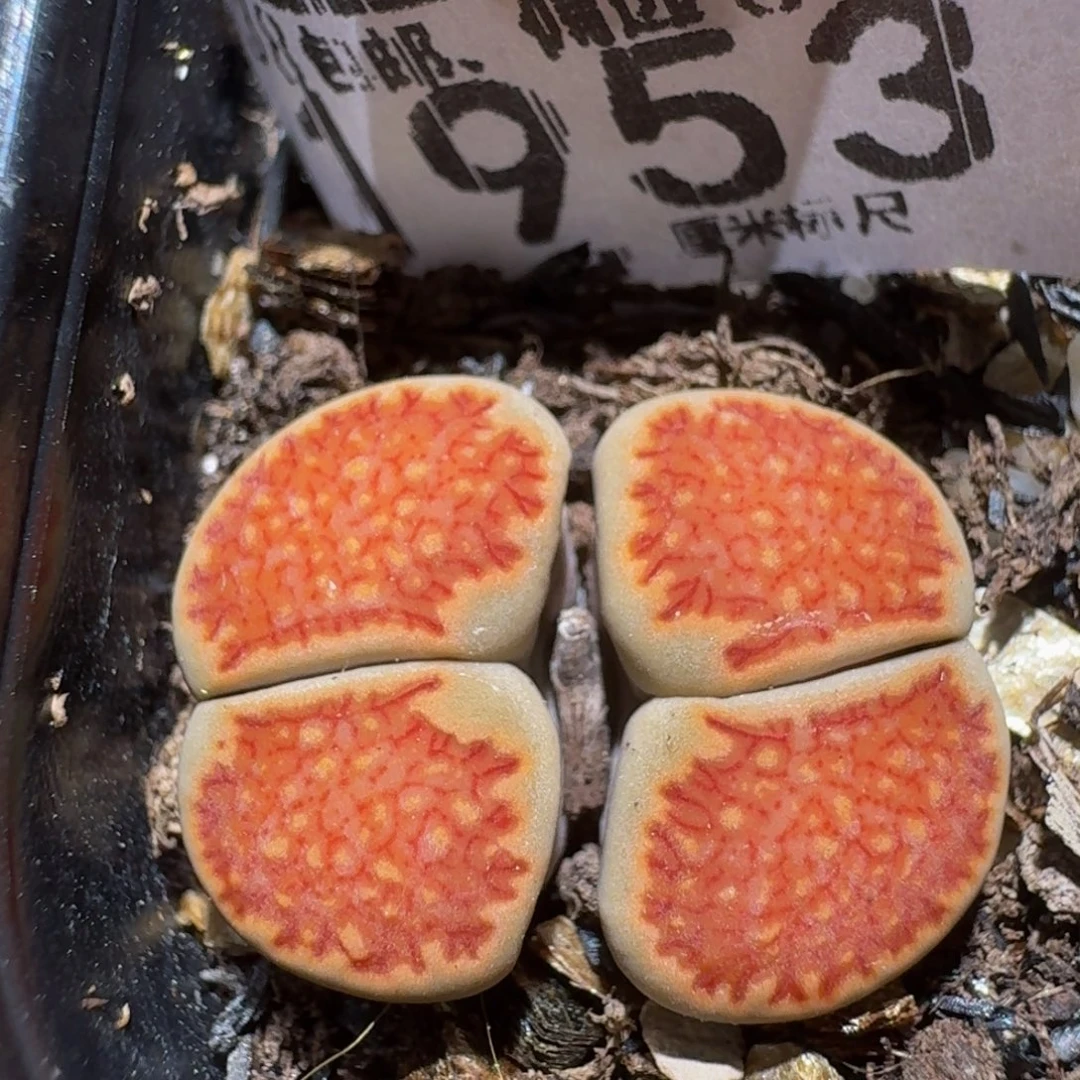 zzzz精品生石花1953