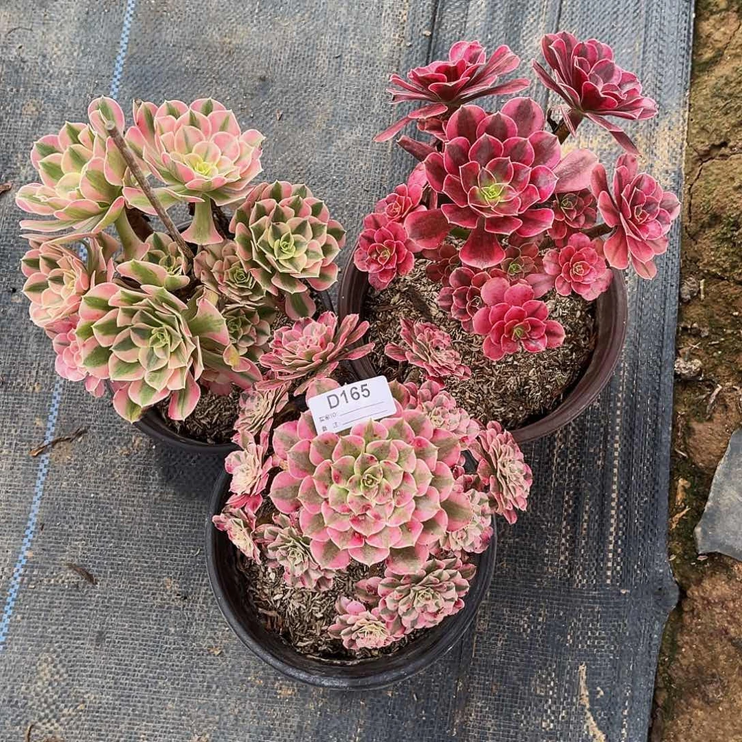 无花朵多肉植物165三小颗