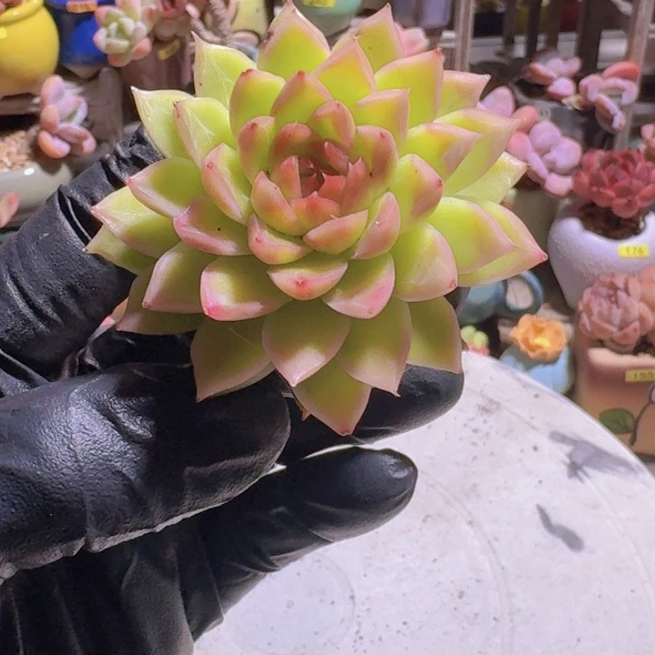 乌***漏一物一拍编号249