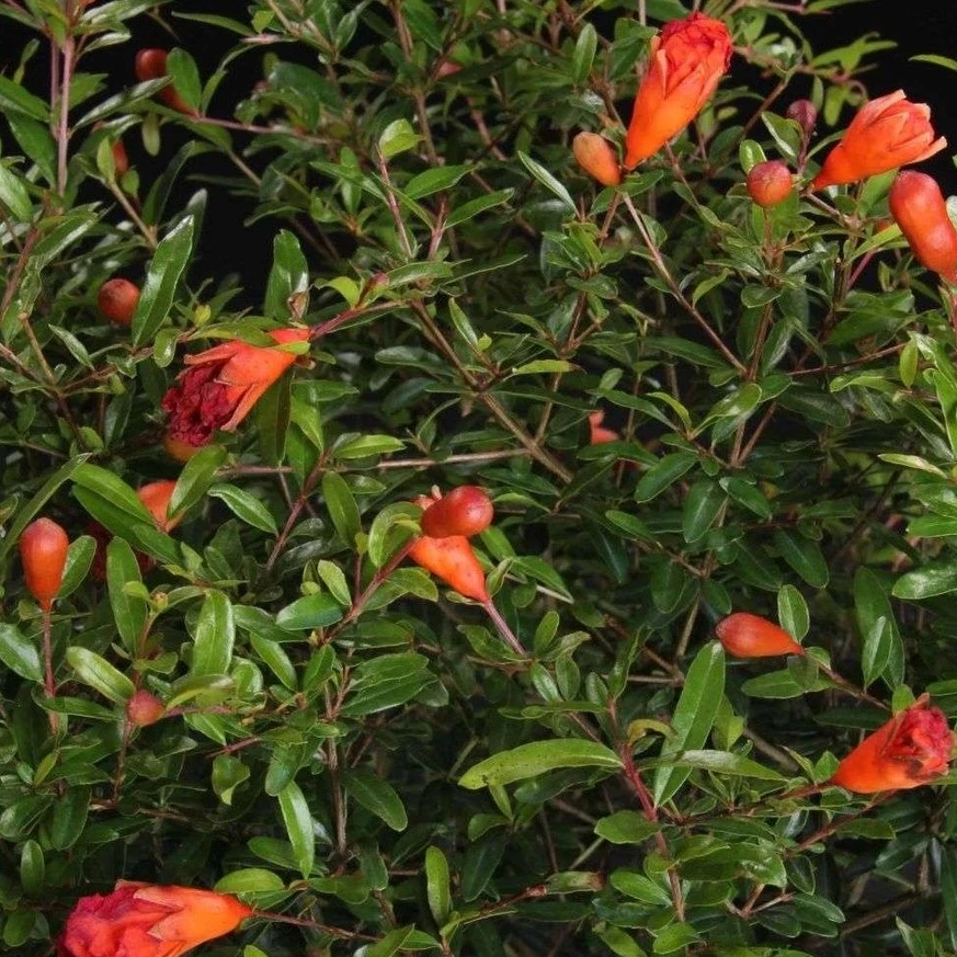 带花苞石榴花盆栽室内外观赏四季开花绿植