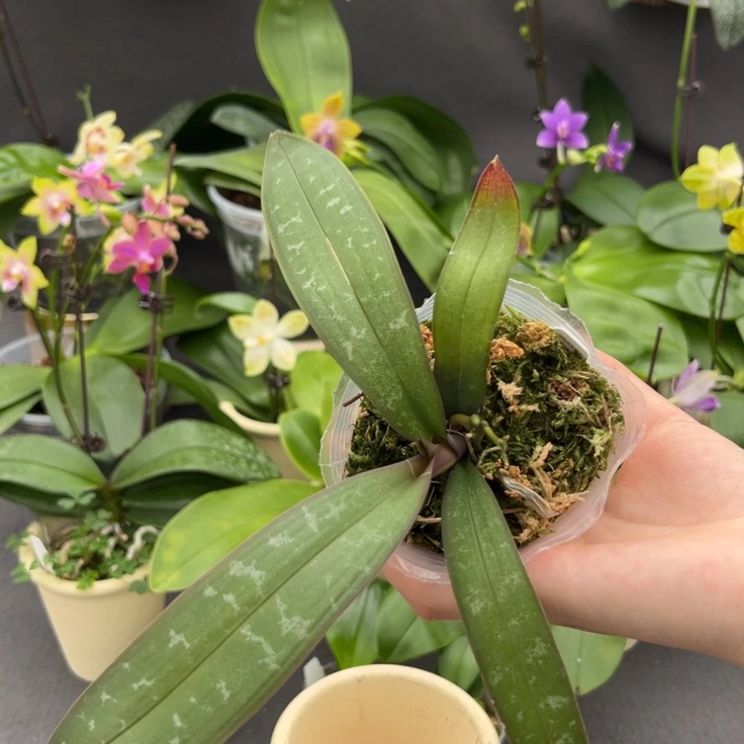 无花朵2.5寸888苗