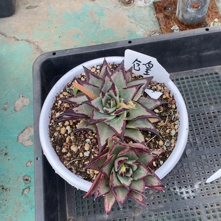 白*枝仓皇侧➕血乌侧B-25.3.5