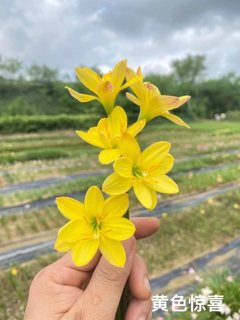 风雨兰 黄色惊喜 一份20包邮 大小十五个球