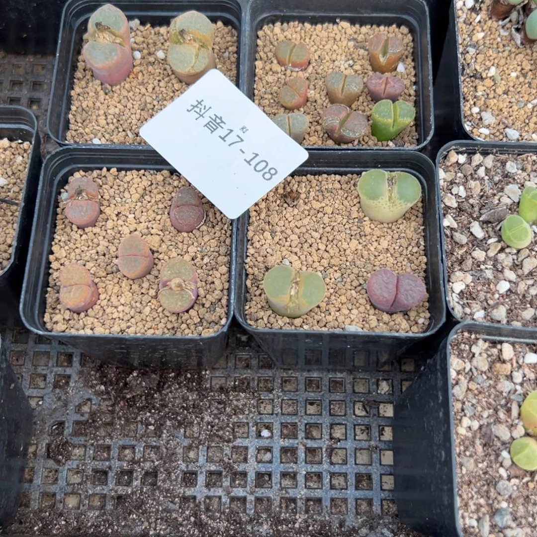 17-108肉锥多肉植物，