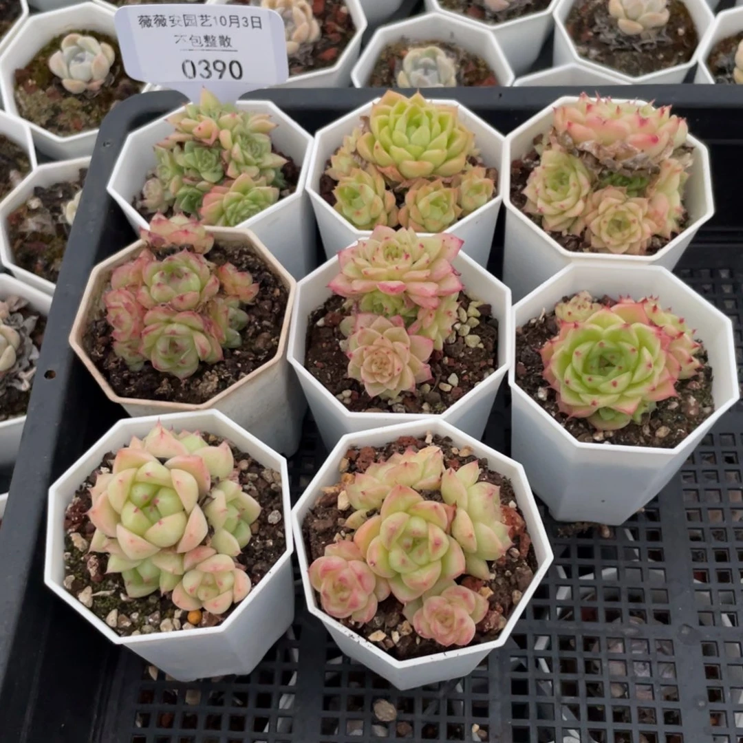 不包整散 盆子不售后0390