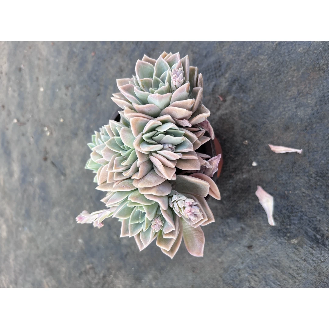 1王小二多肉哈利沃森12杯冠幅10-12厘米多肉植物带基地原盆原土发