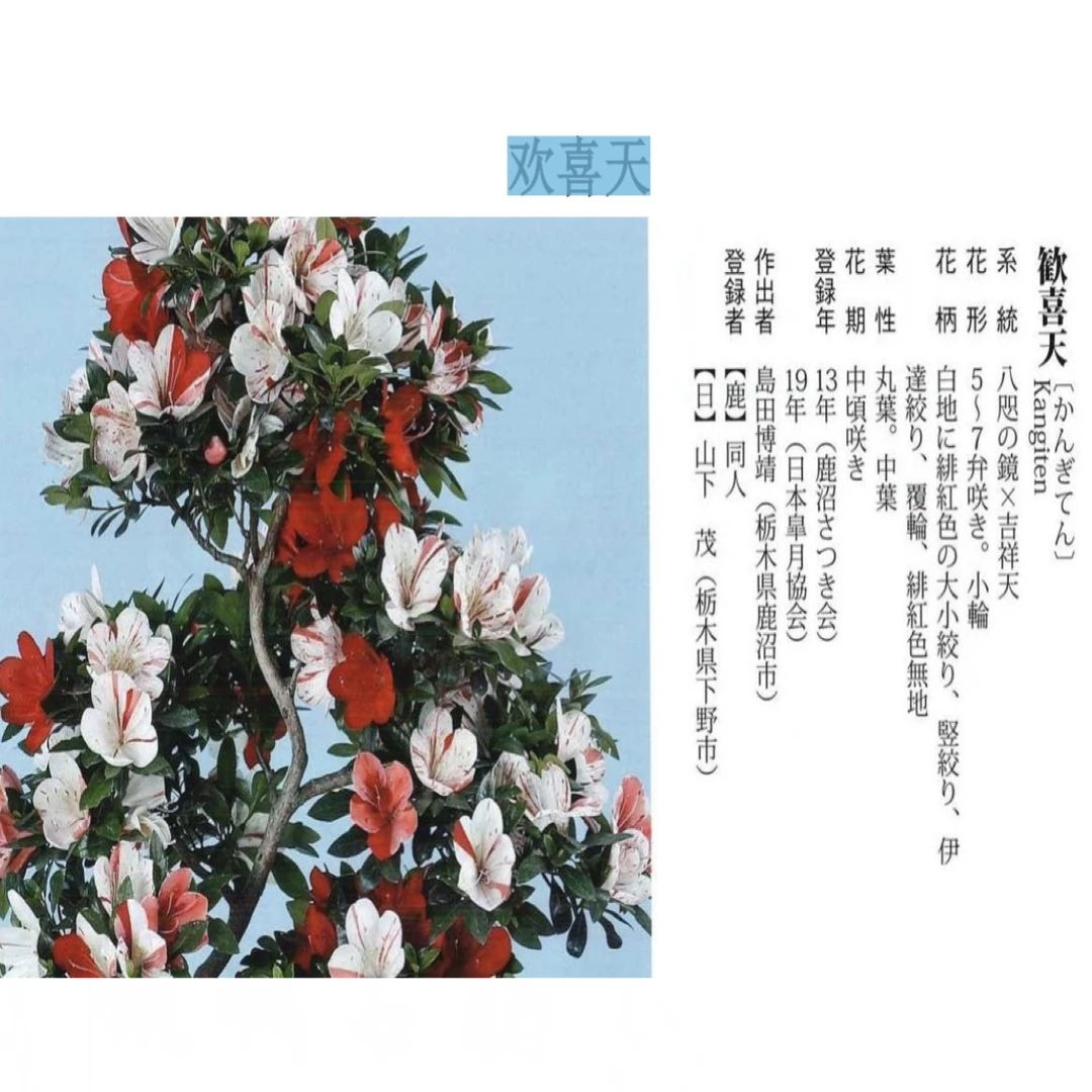 【欢喜天】皋月杜鹃花八尺之镜和吉祥天的后代，非常优秀