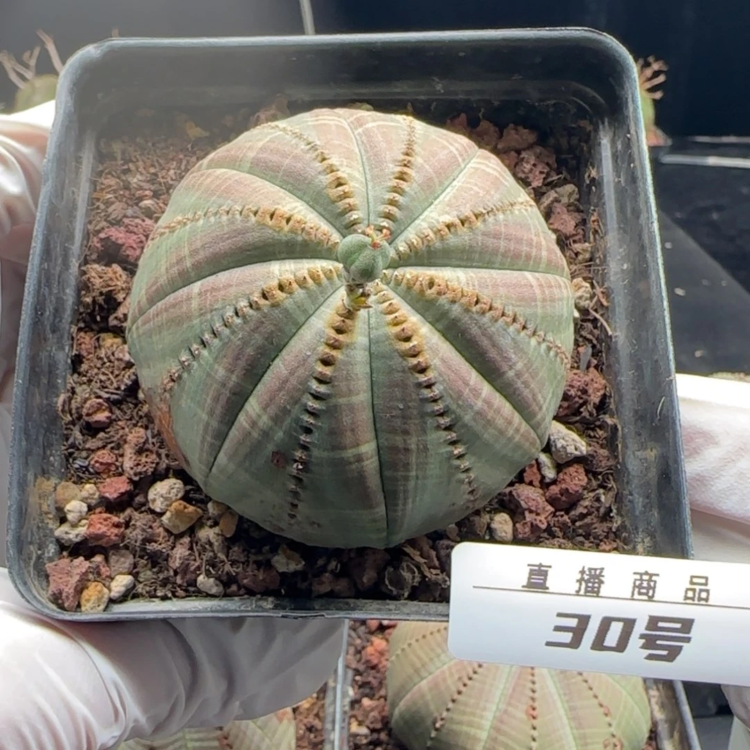 30号欧系布纹球，实生，尺寸（6.5）厘米带盆
