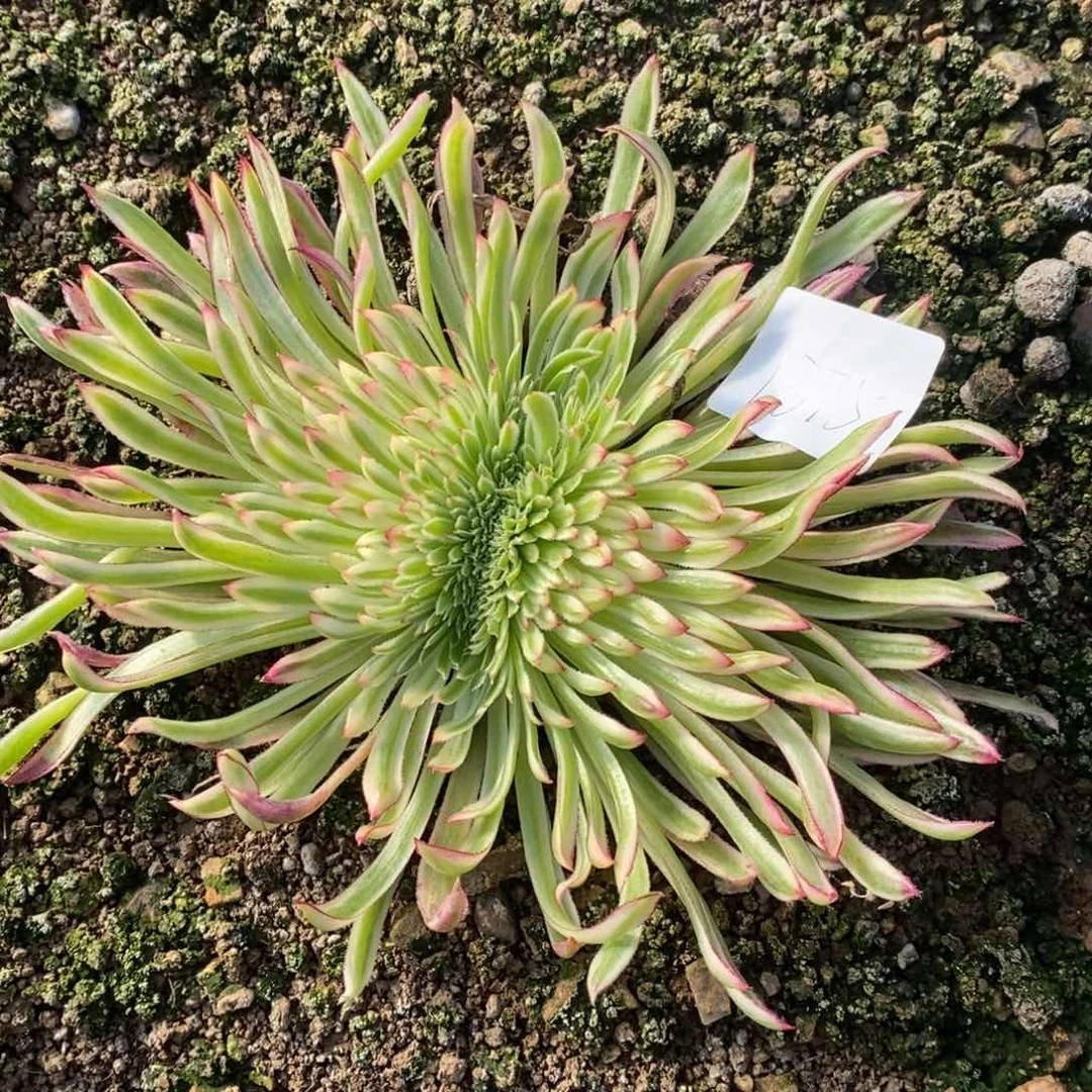 1375金丝菊缀多肉植物