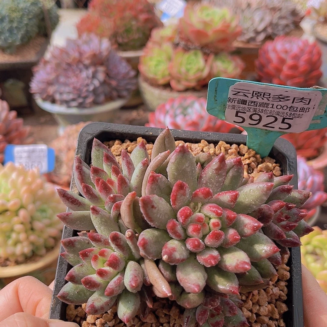 5925二代虞美人。