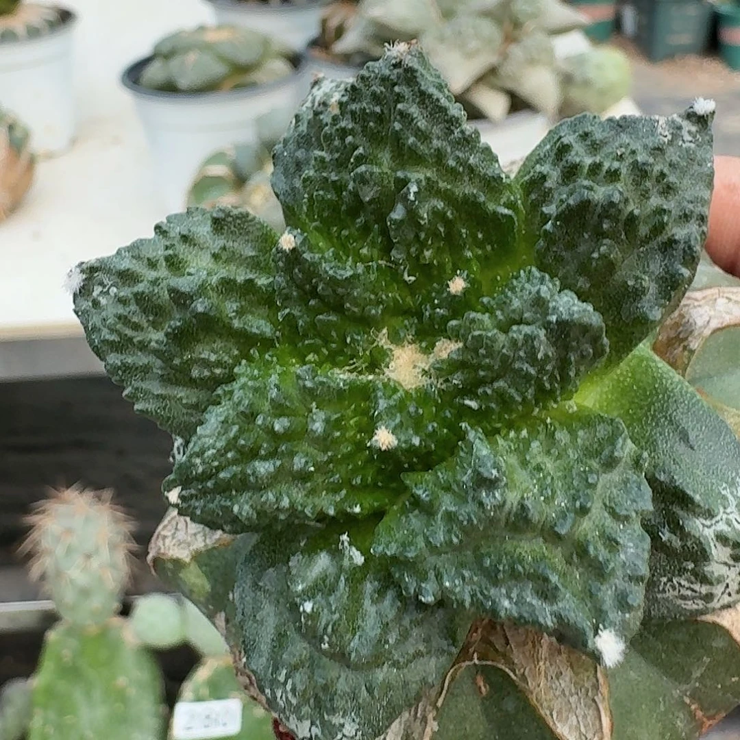 【闪购商品】无花朵我**家炸尤哥怒379