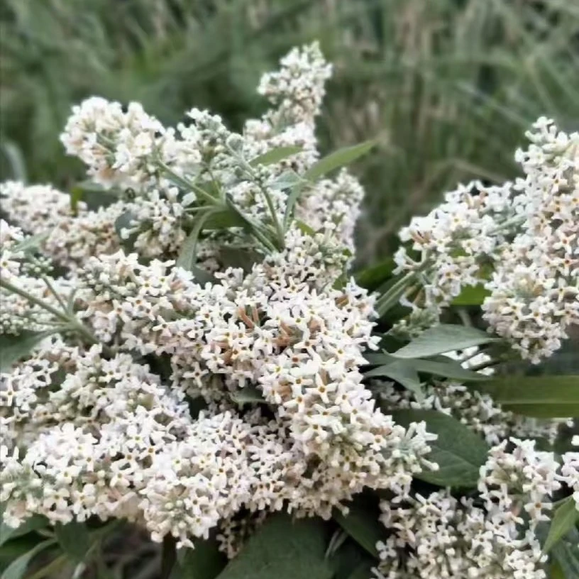 云南蜜蒙花（一物一拍栀子花）