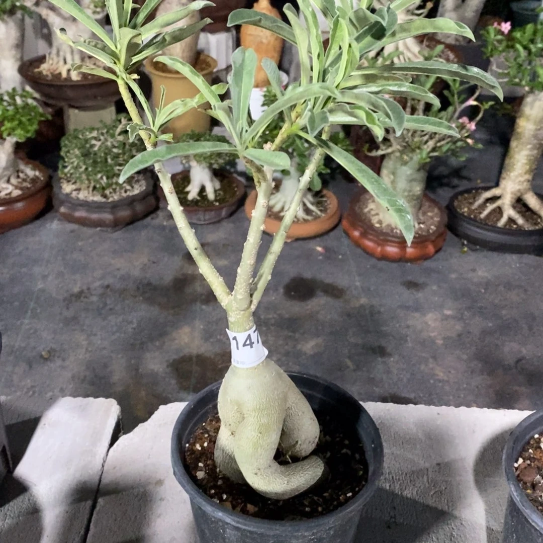【闪购商品】老**生147 史瓦济兰