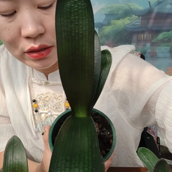 晓***4完全开放血兰福利价格血兰