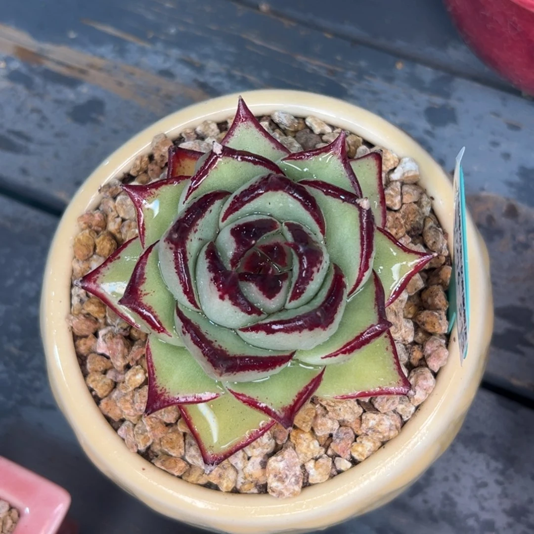 多肉一物一拍0216-213