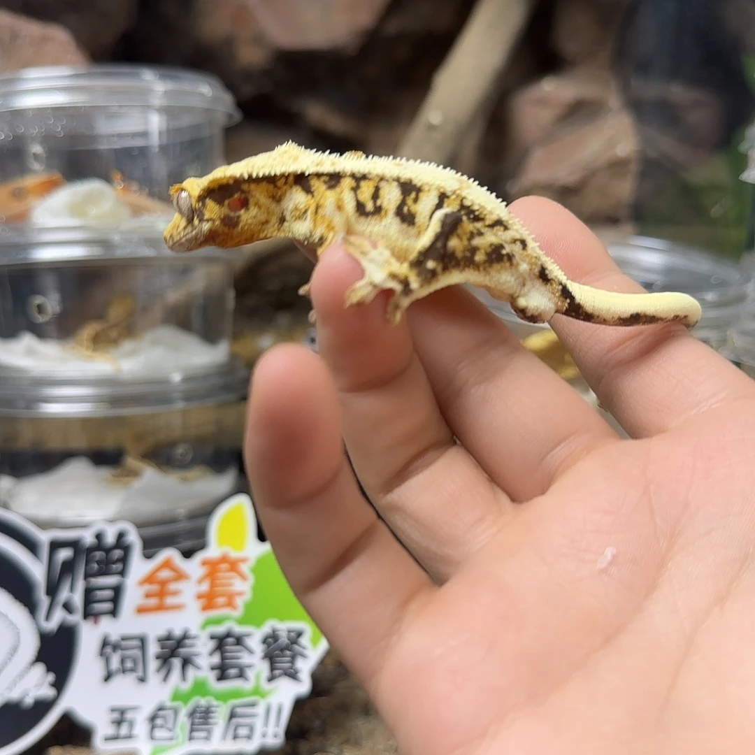 ****睫角守宫丽丽白弟弟