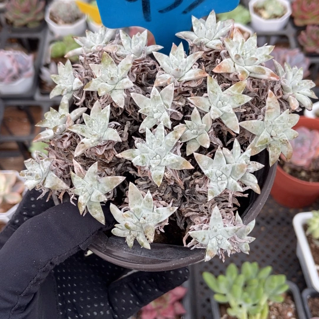 953白菊多肉植物提取