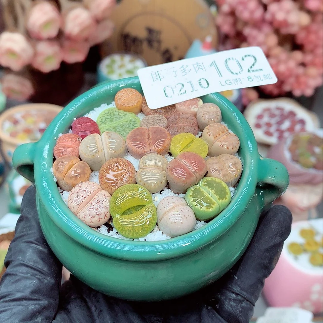 郎哥多肉生石花10-102