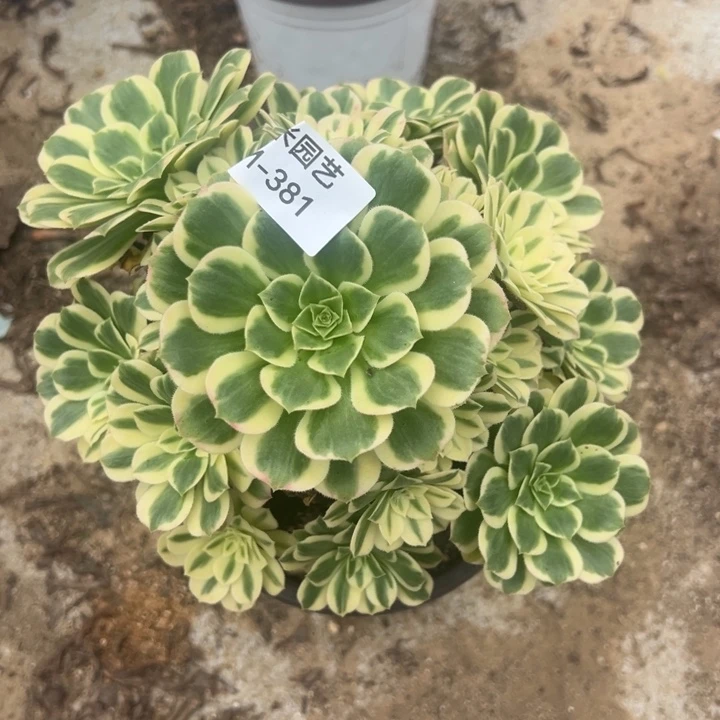 艳凝多肉植物381丛林