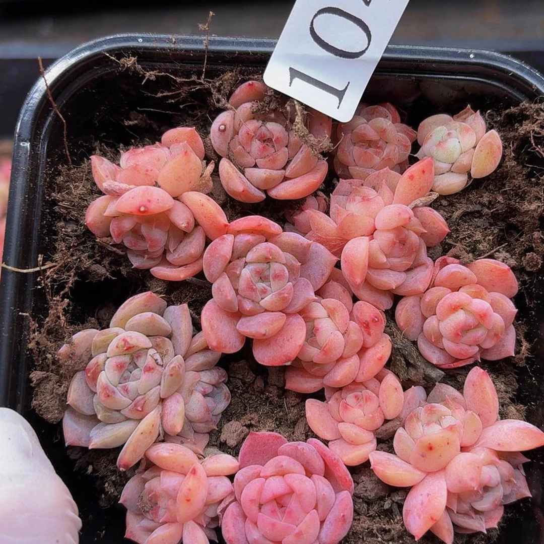 多肉植物多肉植物1041
