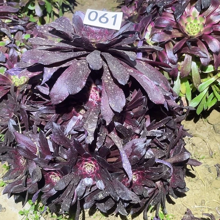 多肉植物法师61美肌