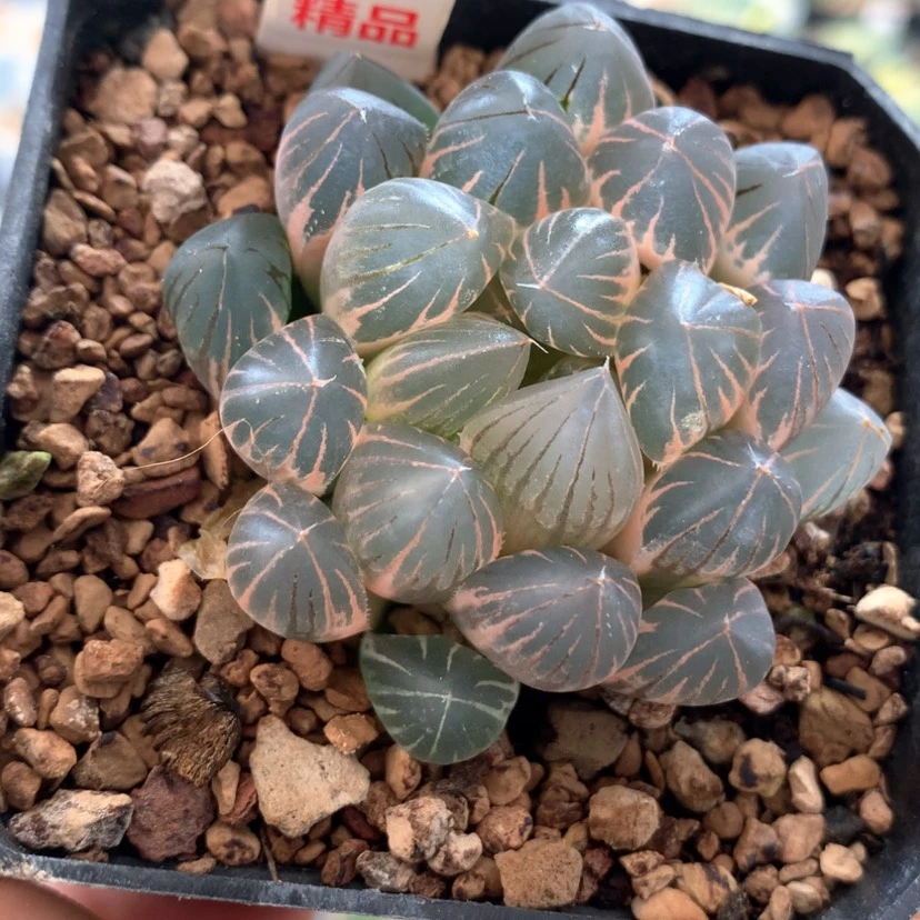 【闪购商品】93霓虹灯