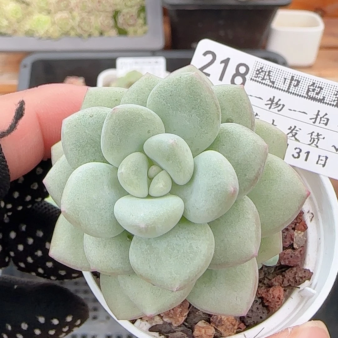 多肉0831-218泡泡糖