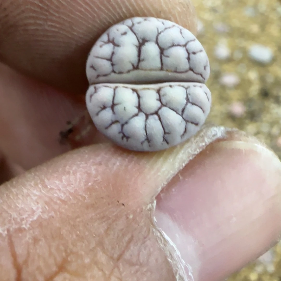 066生石花大棚直播