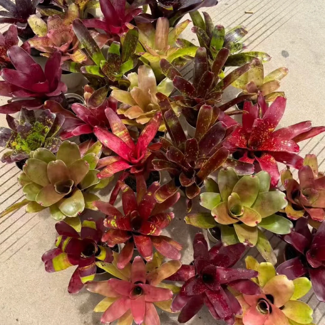 积水凤梨植物雨林缸造景室内盆栽生态绿植懒人易养好运聚财