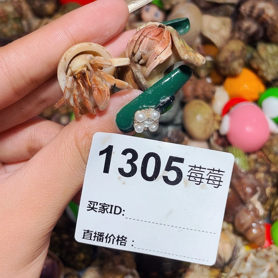 寄居蟹寄居蟹1305