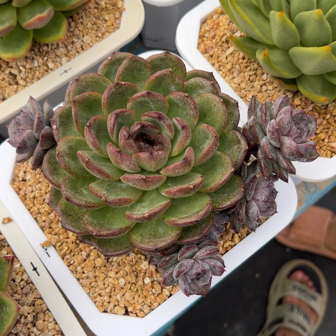 多肉植物一物一拍033